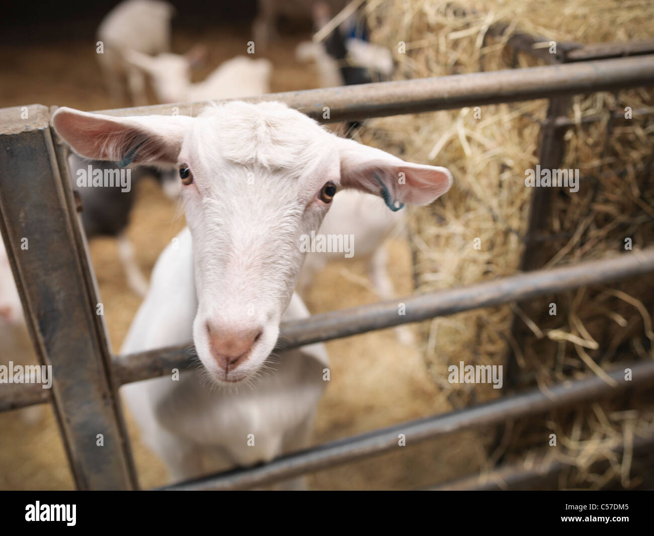 Ziege Stossen Kopf durch Tor auf Bauernhof Stockfoto