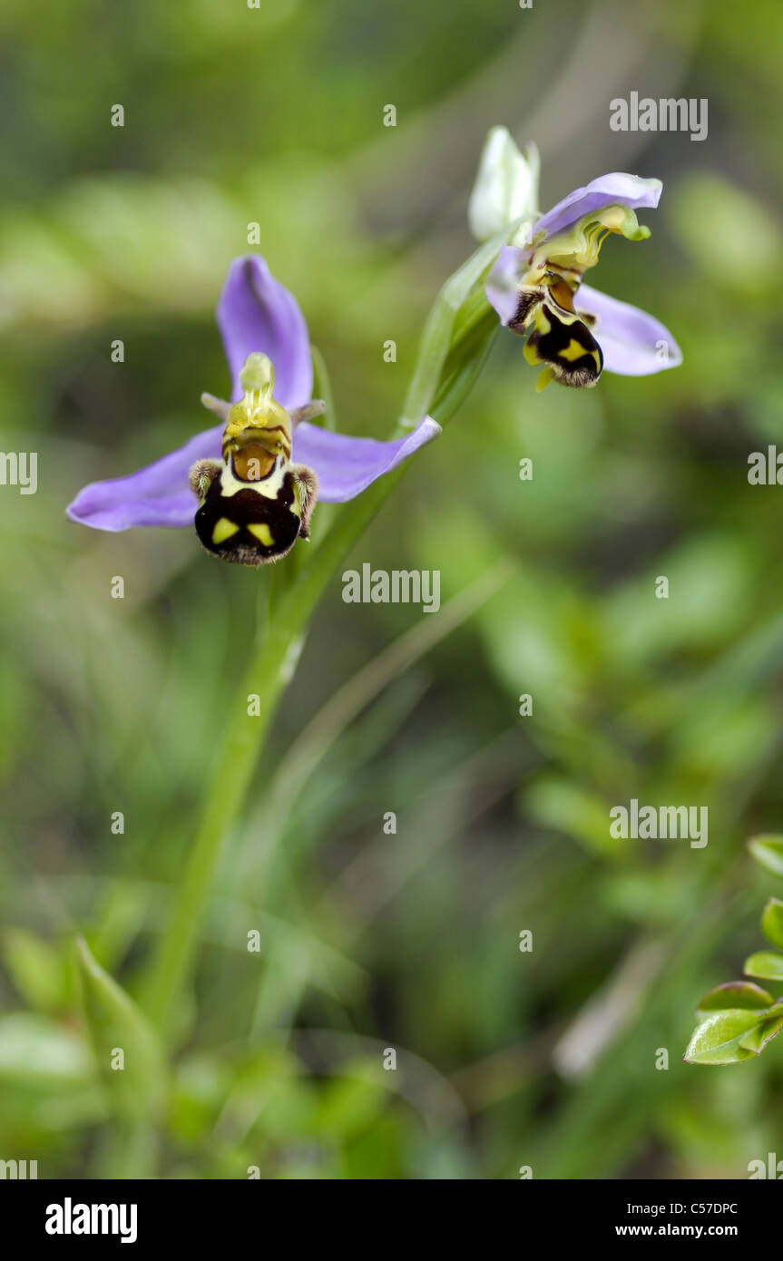 Biene-Orchidee Stockfoto