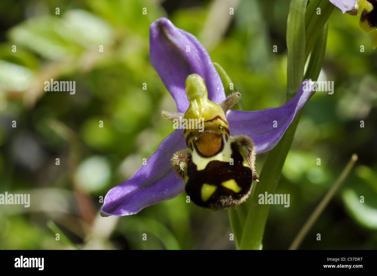 Biene-Orchidee Stockfoto