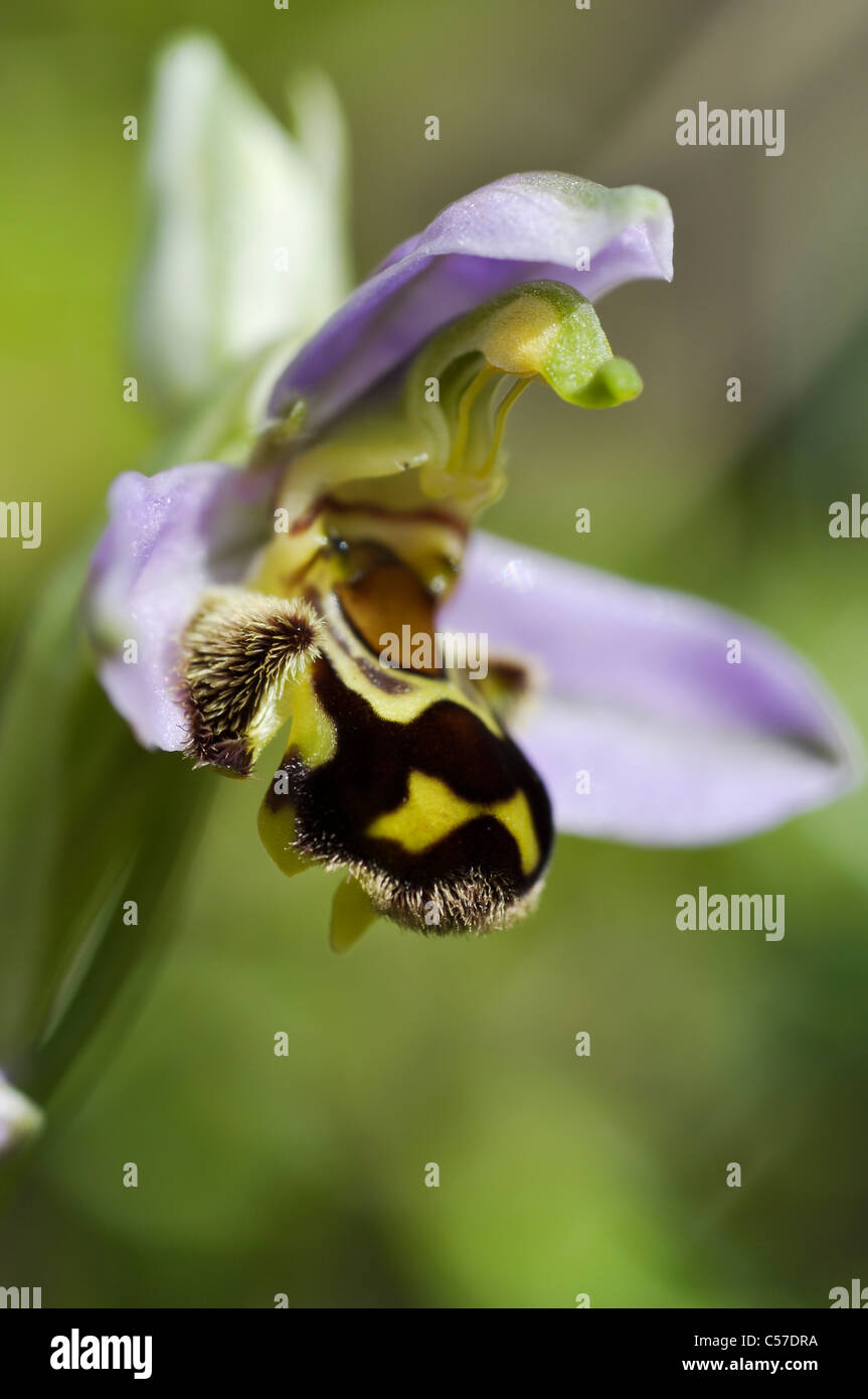 Biene-Orchidee Stockfoto