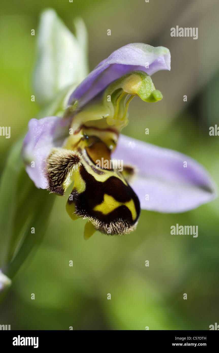 Biene-Orchidee Stockfoto