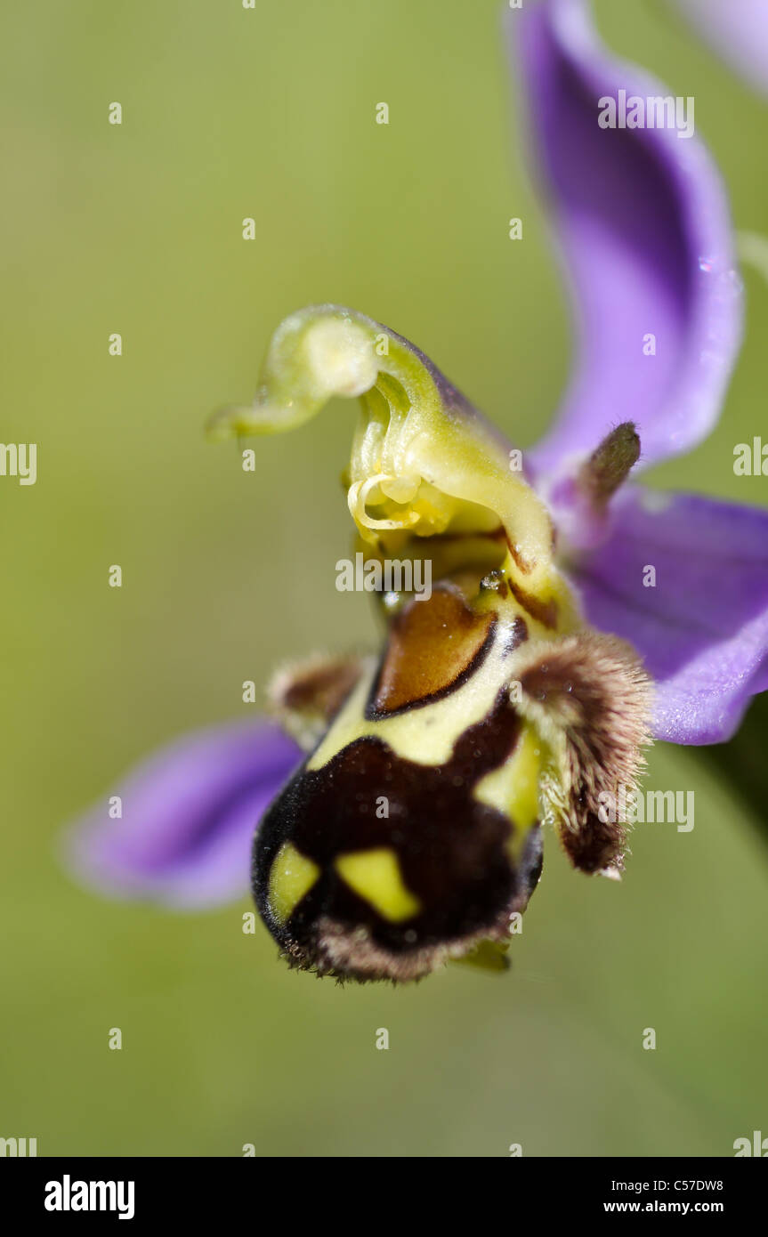 Biene-Orchidee Stockfoto