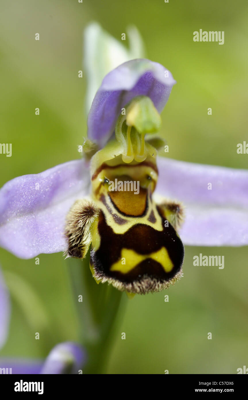 Biene-Orchidee Stockfoto