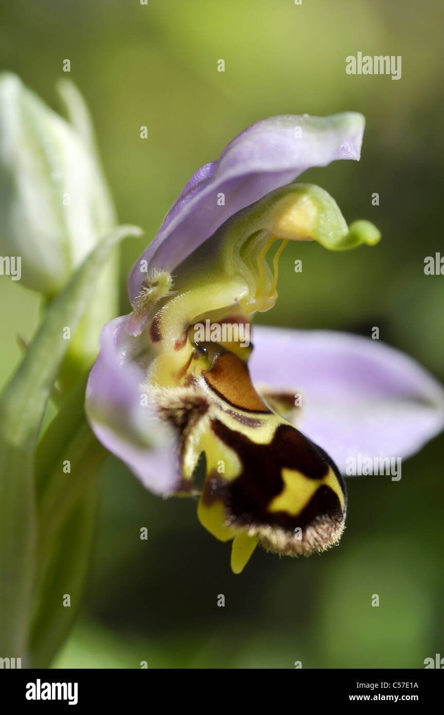 Biene-Orchidee Stockfoto