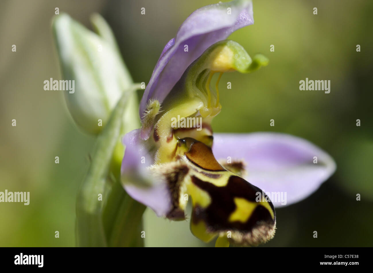 Biene-Orchidee Stockfoto