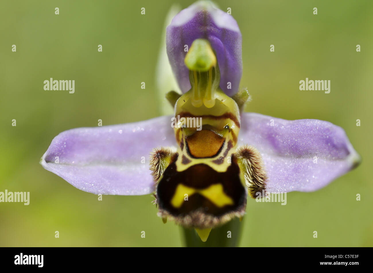 Biene-Orchidee Stockfoto