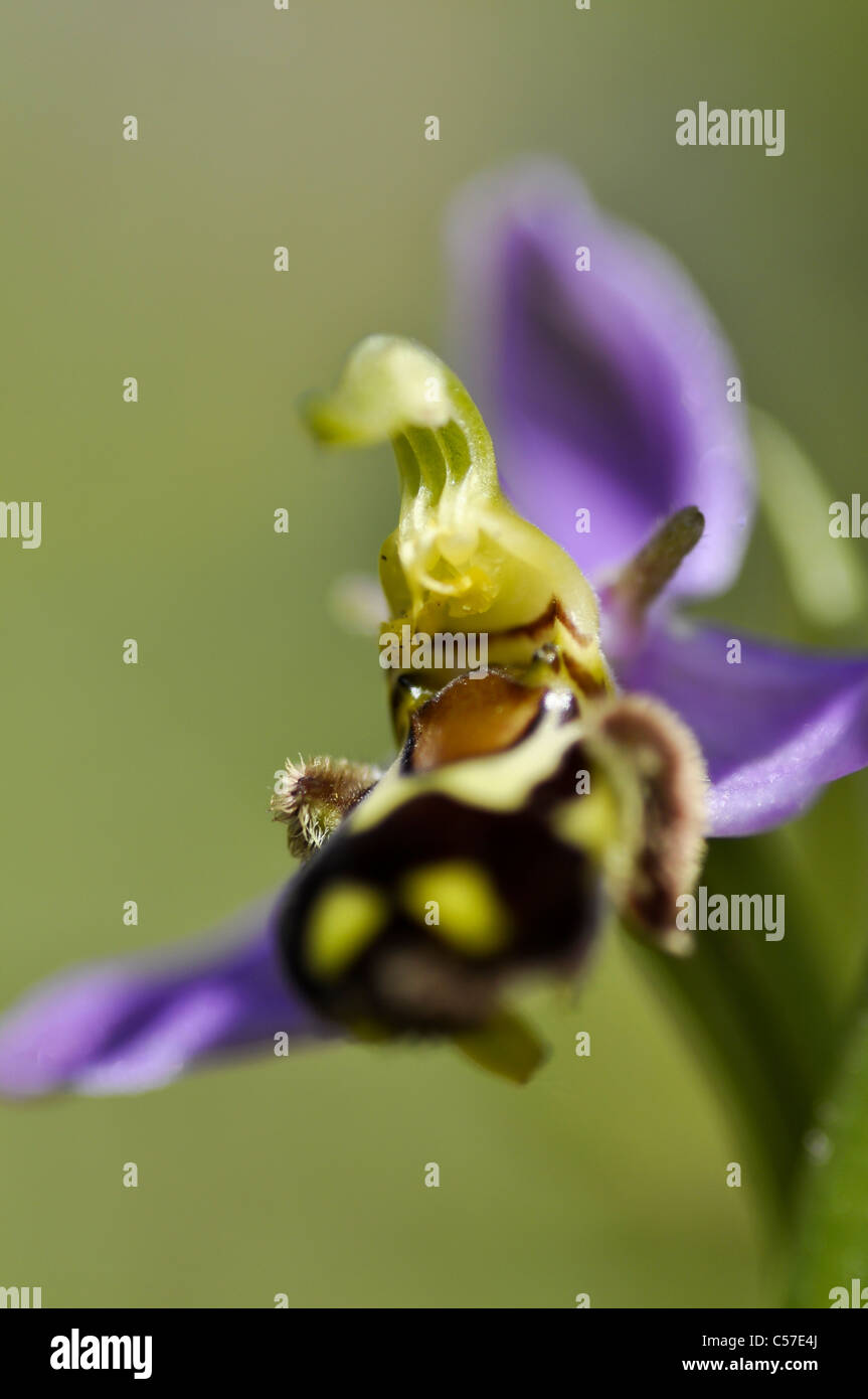 Biene-Orchidee Stockfoto
