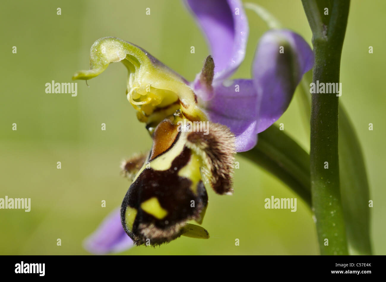 Biene-Orchidee Stockfoto