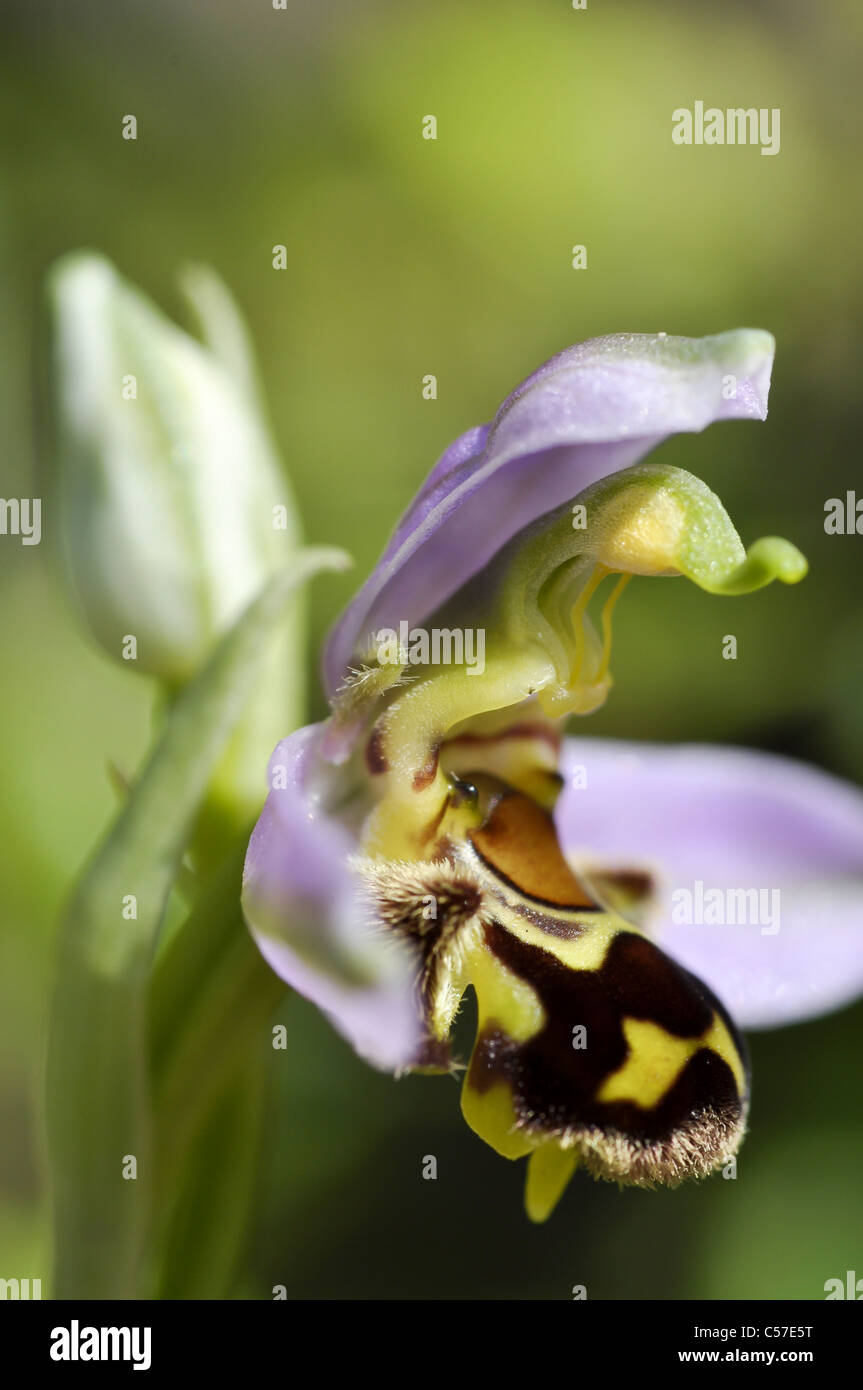 Biene-Orchidee Stockfoto