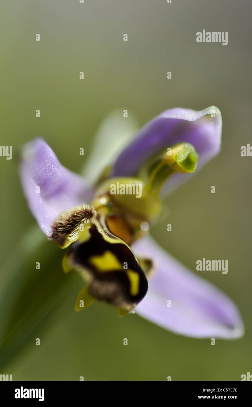 Biene-Orchidee Stockfoto