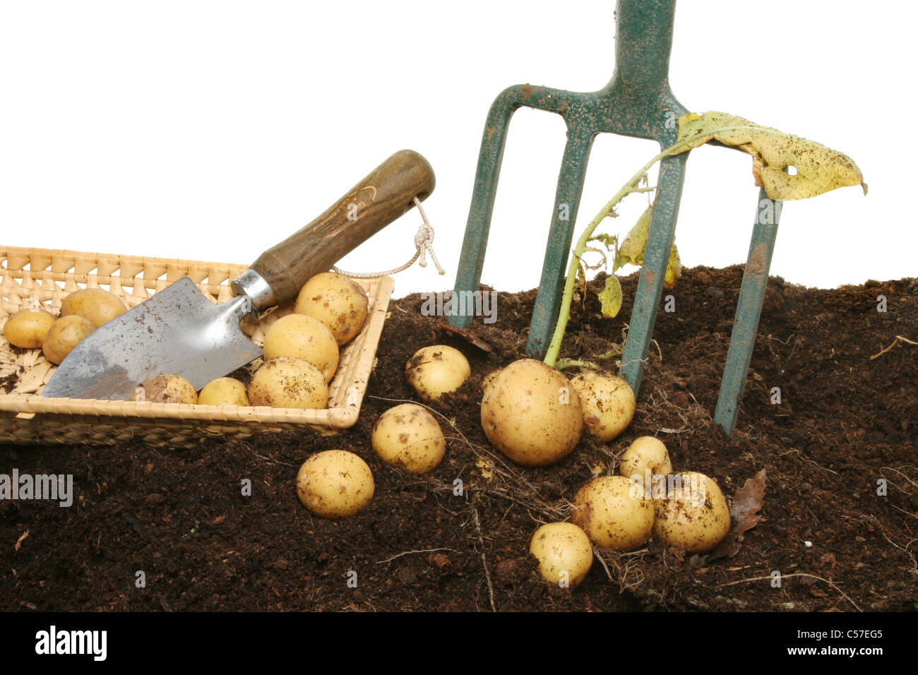 Neue Kartoffeln im Boden mit Korb, Garten Kelle und Gabel frisch gegraben Stockfoto