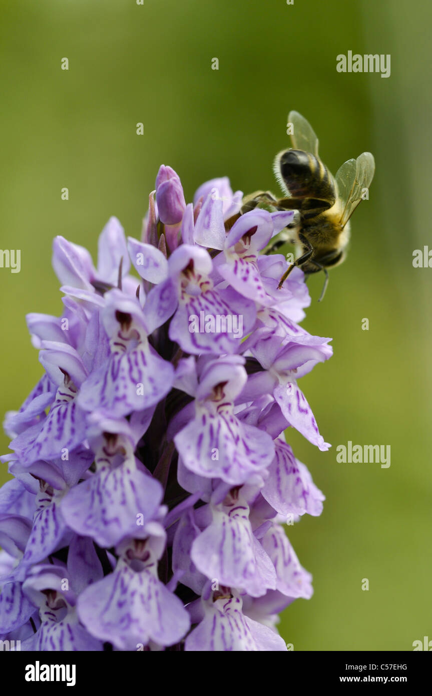 Heide gesichtet Orchidee möglich Hybrid Stockfoto