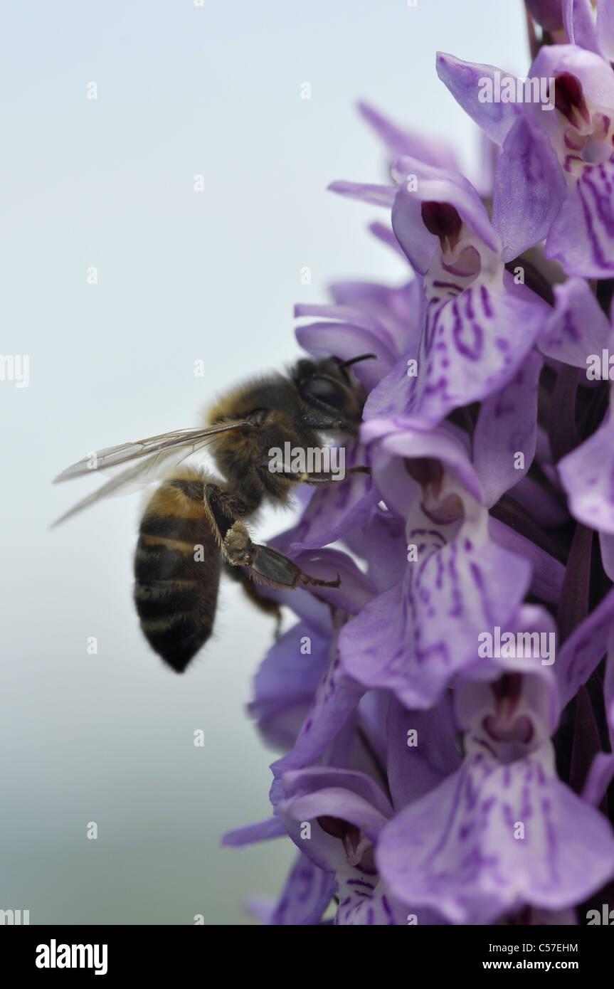 Heide gesichtet Orchidee möglich Hybrid Stockfoto
