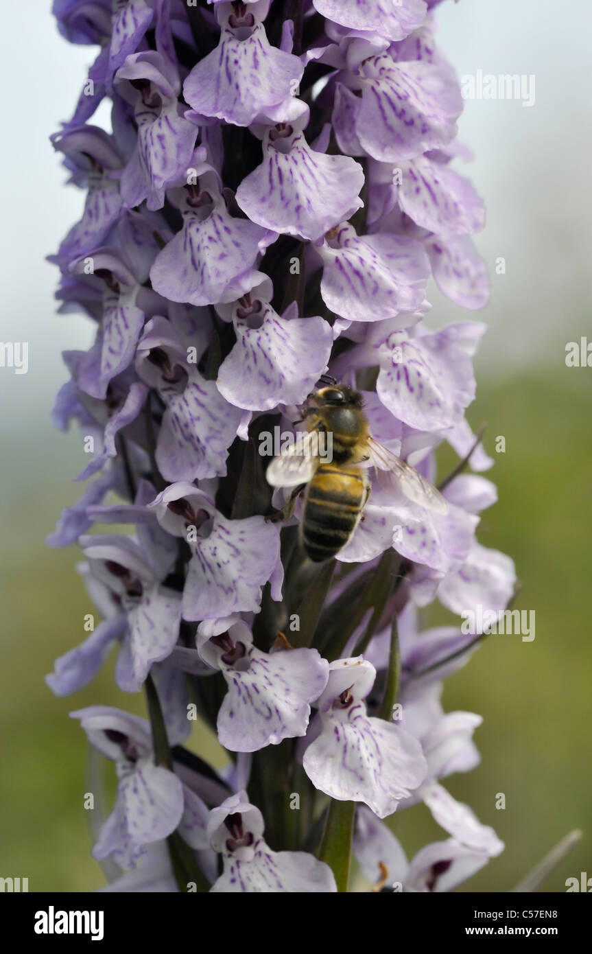 Heide gesichtet Orchidee möglich Hybrid Stockfoto