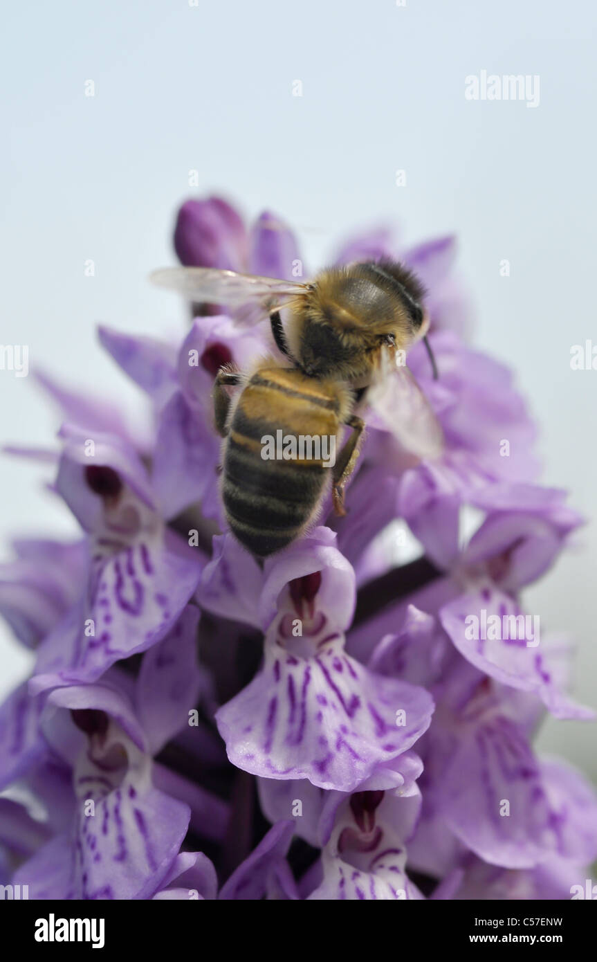 Heide gesichtet Orchidee möglich Hybrid Stockfoto