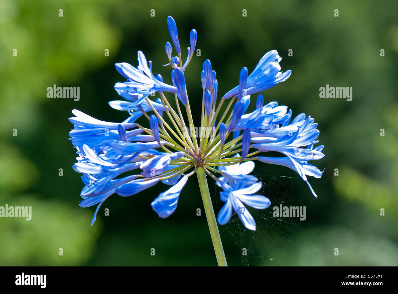 Agapanthus oder Schmucklilie Blume Stockfoto
