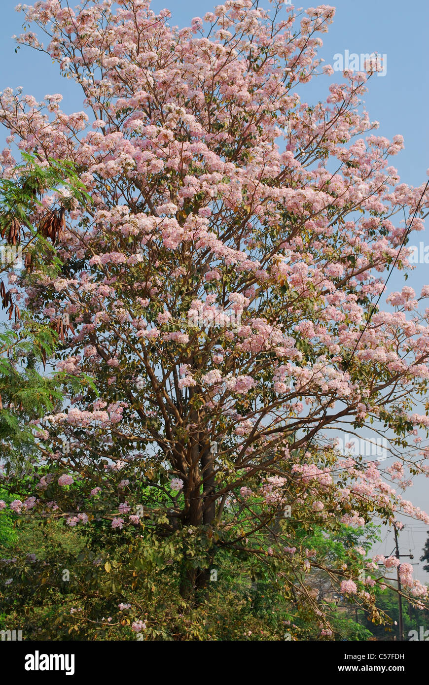 Rosa Trompetenbaum Stockfoto