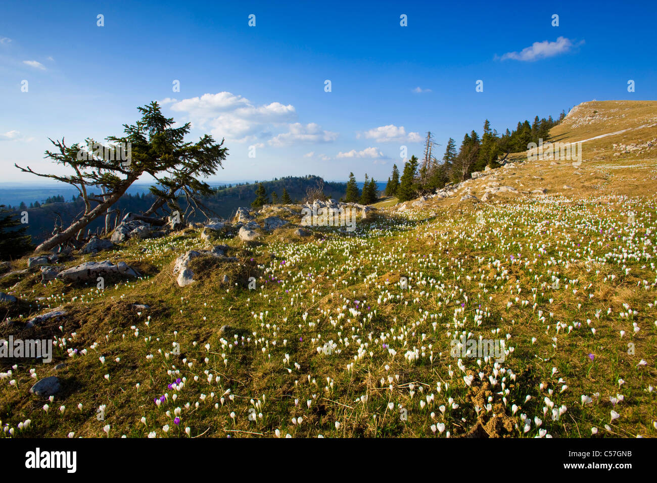 Chasseral, Schweiz, Europa, Kanton Bern, Berner Jura, Aussichtspunkt, overlook, Alp, Blumen, Krokusse, Frühling Stockfoto