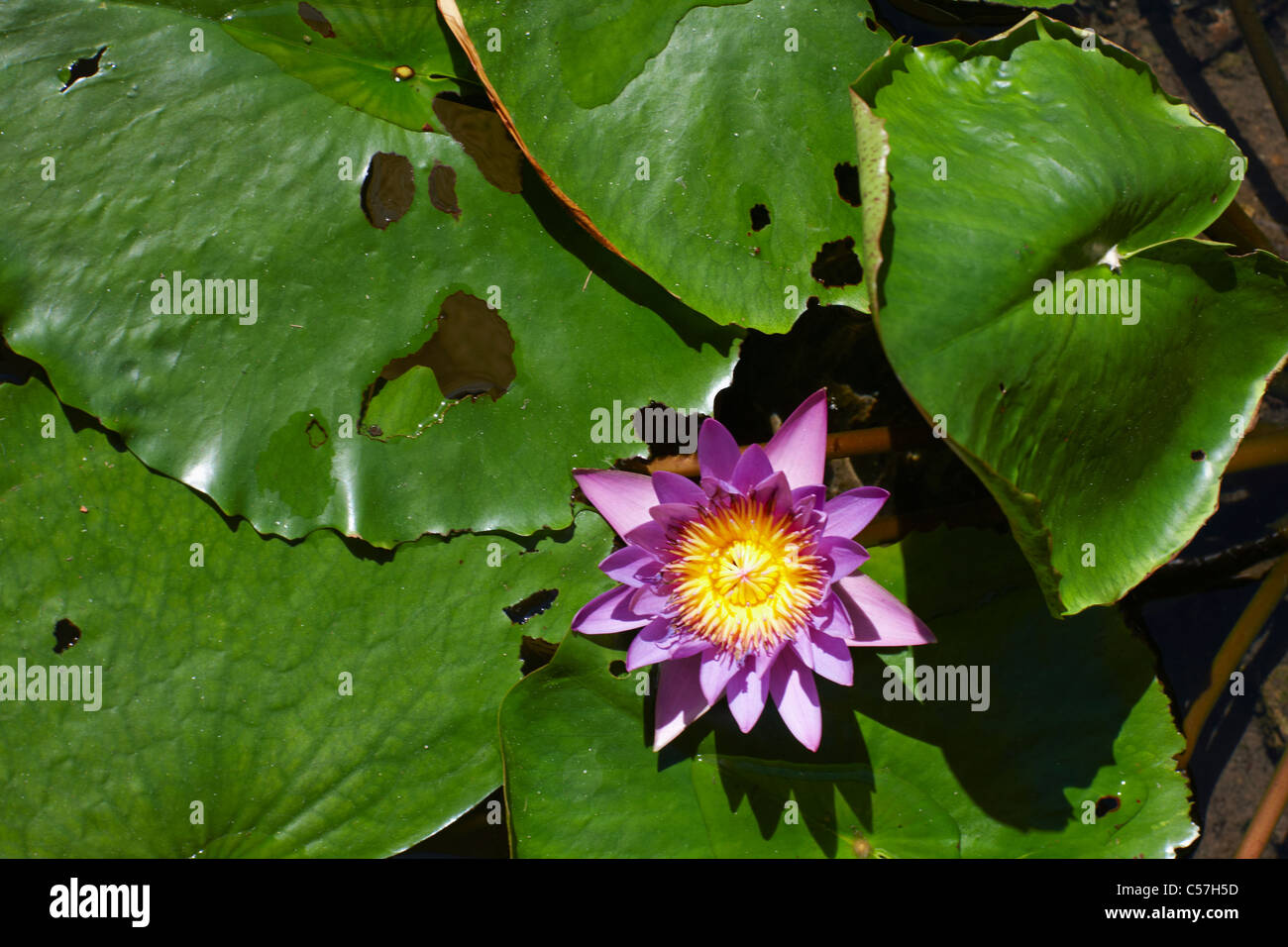 Blumen im Teich Stockfoto