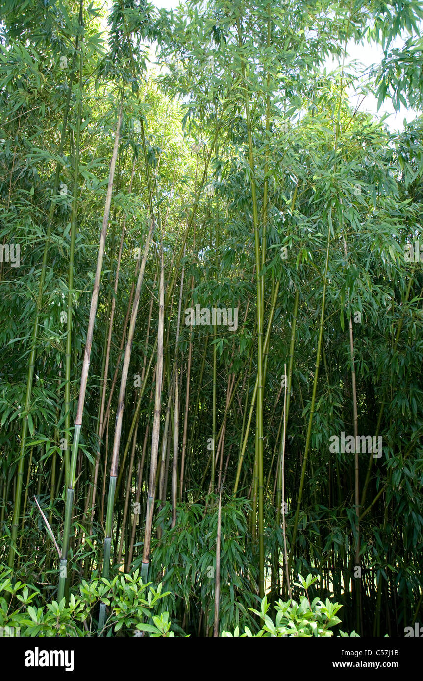 Hohen Bambus wchst in einem Garten in England Stockfotografie - Alamy
