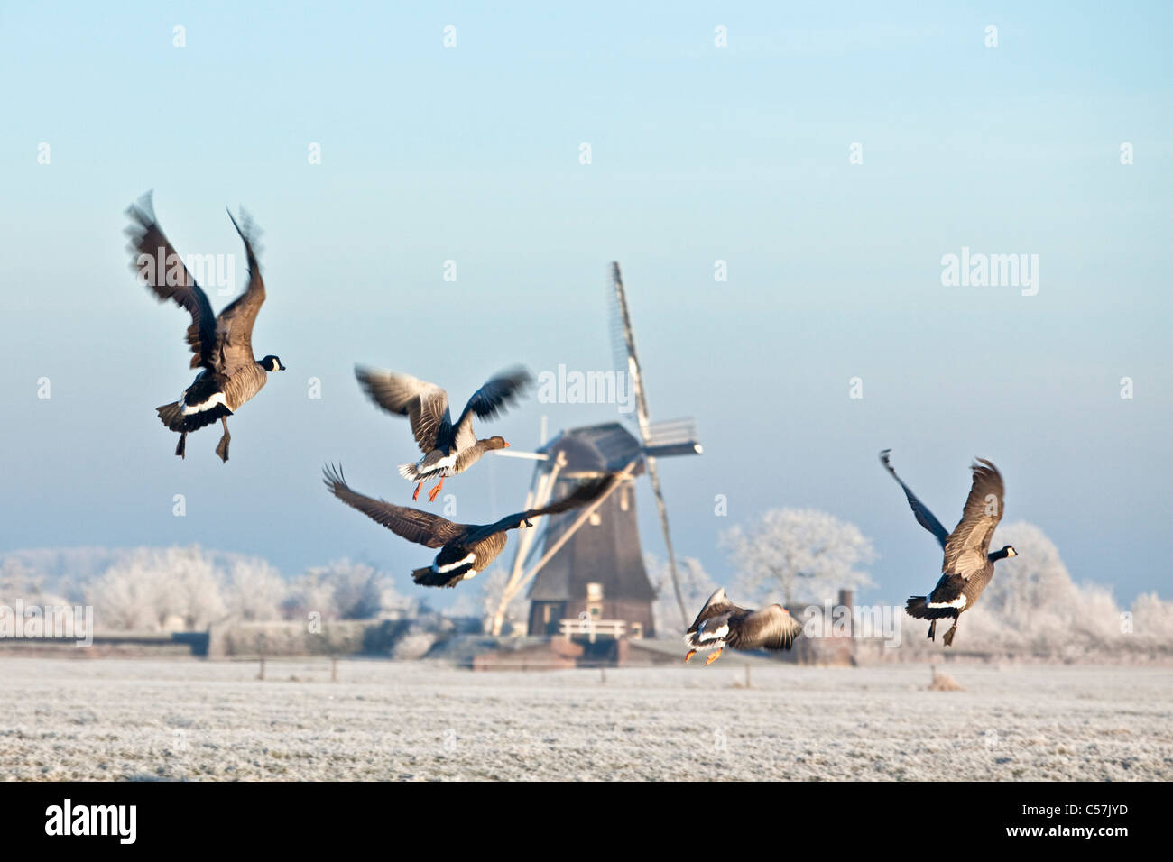 Den Niederlanden, Nigtevecht, fliegende Kanadagänse und Windmühle im Schnee. Stockfoto