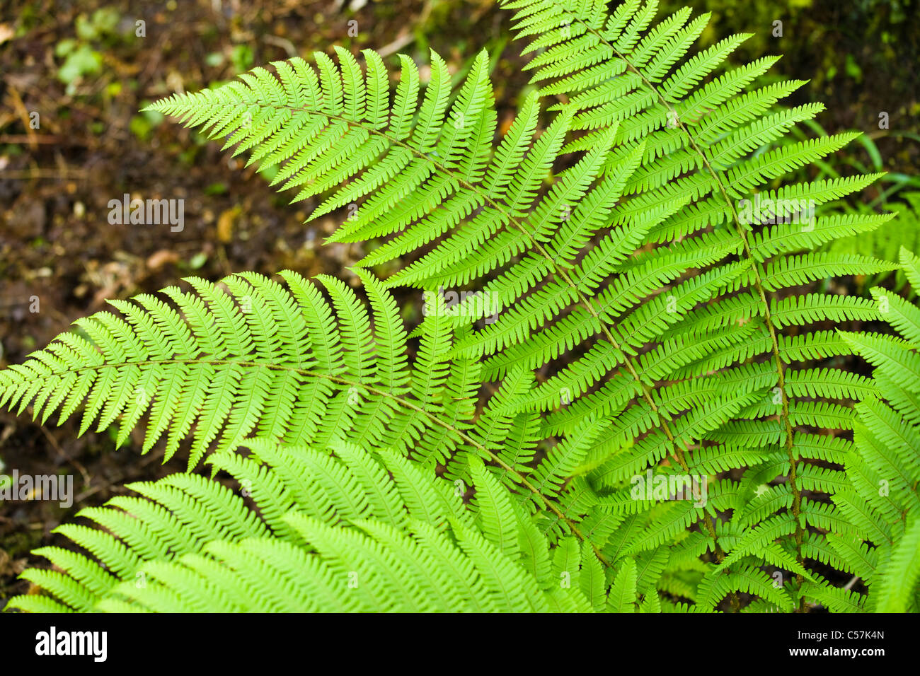 Farn Blätter. VEREINIGTES KÖNIGREICH. Stockfoto