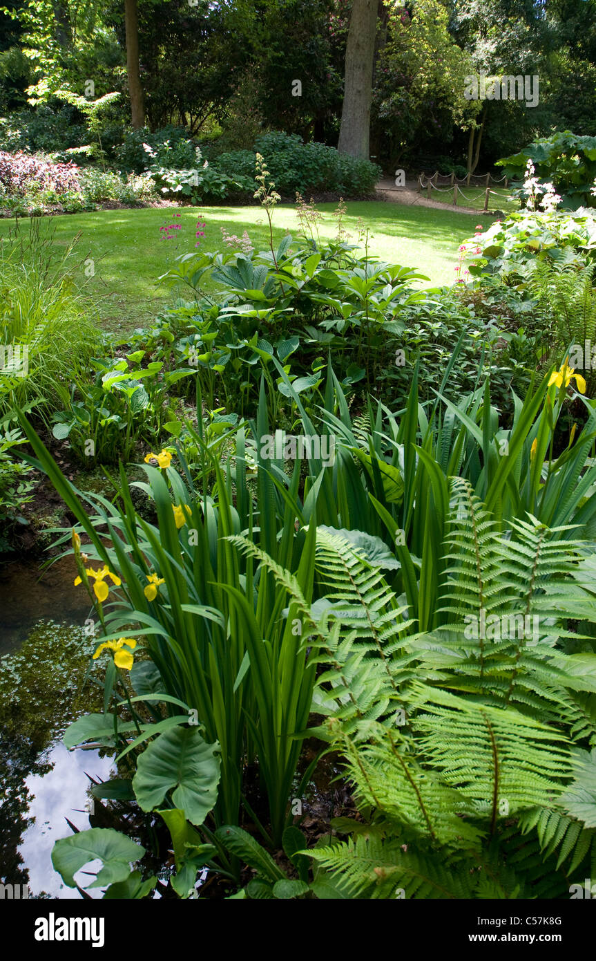 Farne und gelbe Iris wächst in der Nähe eines Streams in einer Gartenanlage in Abbotsbury subtropischen Gärten in Dorset UK Stockfoto