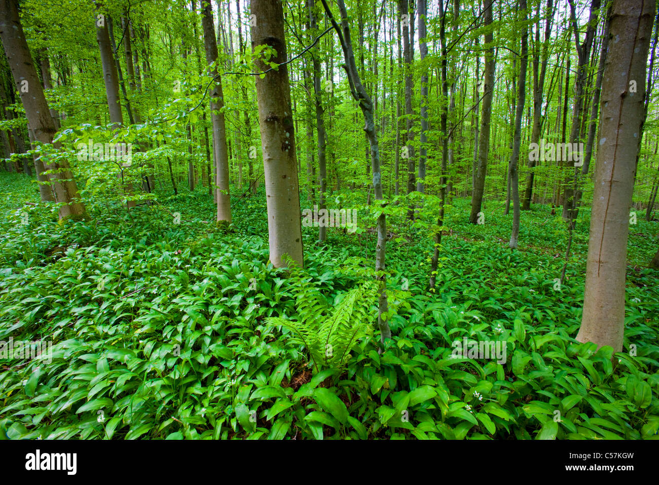 Sihlwald Switzerland Europe Zurich Nature Stockfotos und -bilder Kaufen -  Alamy