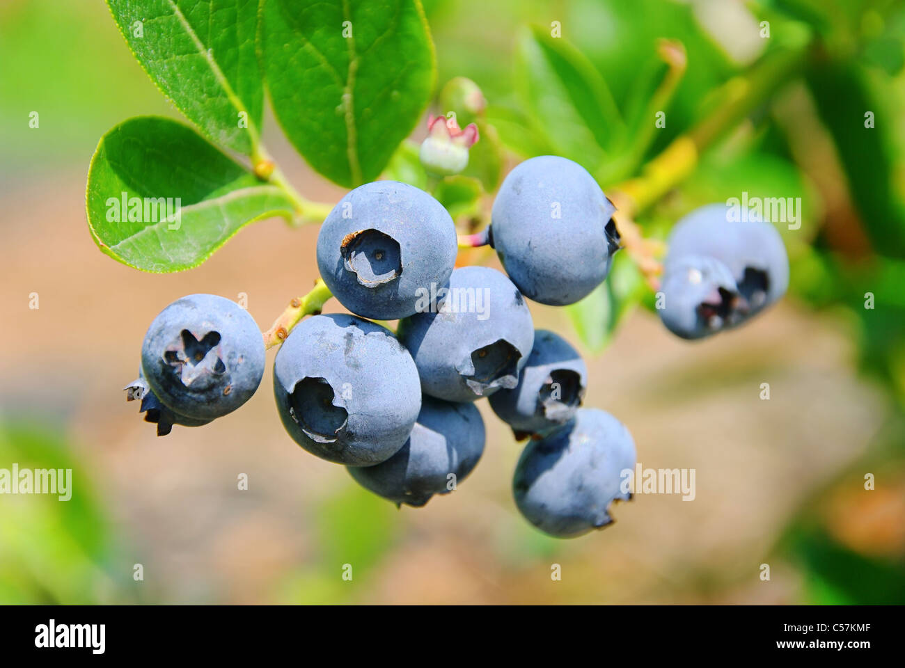 Heidelbeere am Strauch 01 - Heidelbeeren am Strauch 02 Stockfoto