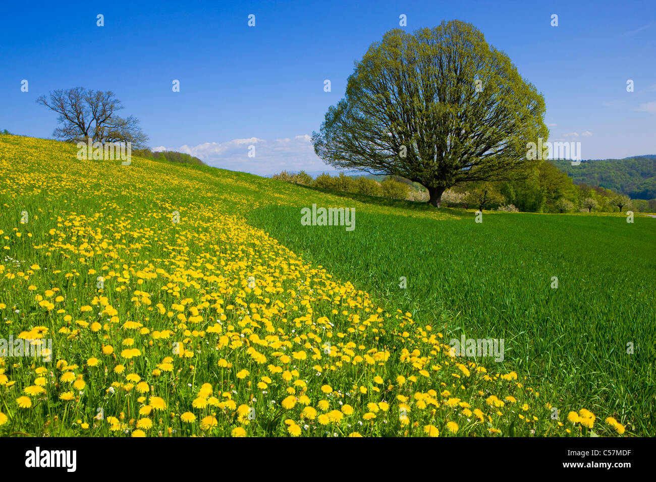 Wintersingen, Schweiz, Europa, Kanton Basel-Landschaft, Feld, Wiese, Löwenzahn, Baum, Eiche, Stockfoto