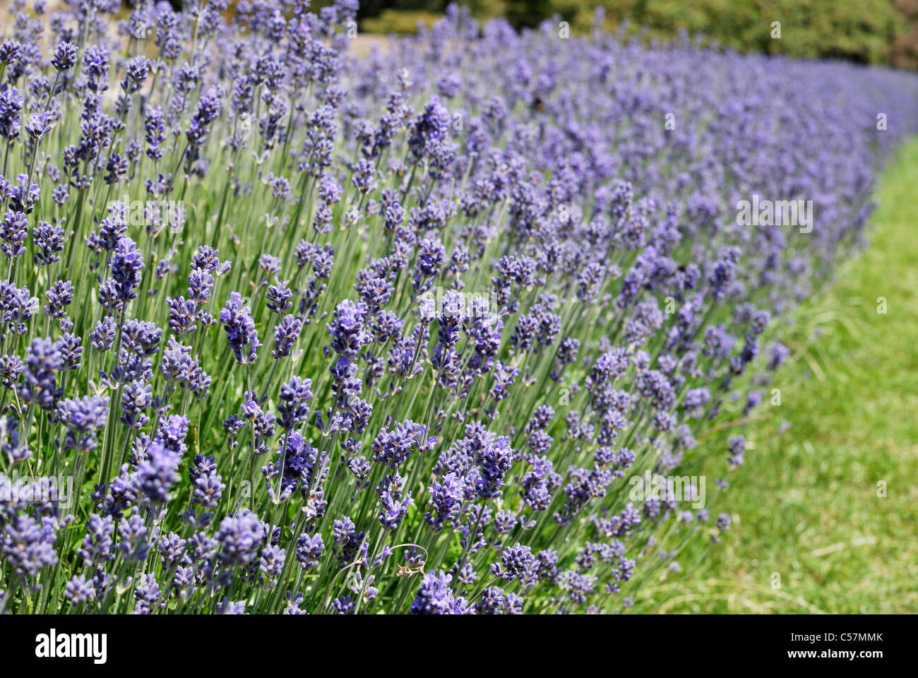 Linie von Büschen. Lavendel (Lavandula Officinalis). East Sussex. England. Mit begrenzten Schärfentiefe Stockfoto