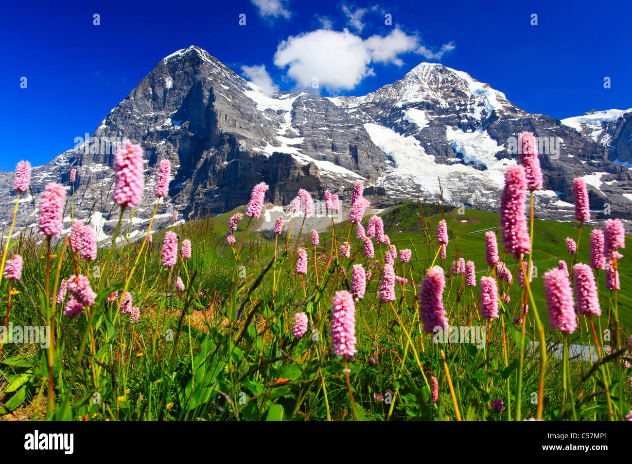 Alpen, Alpenflora, Ansicht, Berg, Bergflora, Bergpanorama, Bern, Berner