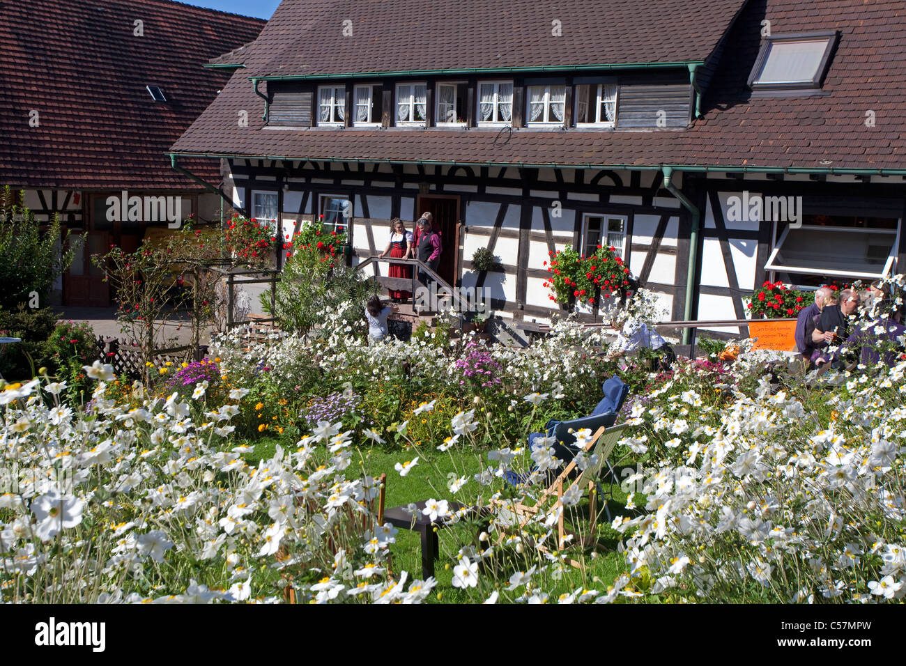 Renovierungen Und Bauerngarten in Sasbachwalden, Herbstanemonen, Anemone Altaica, Hälfte-Fachwerkhaus und Blumengarten, Windflower Stockfoto