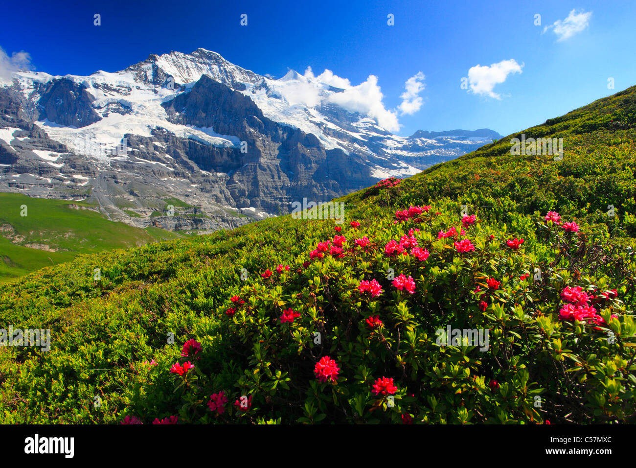 Alpen, Alpenflora, Alpenrose, Alpenrosen, Ansicht, Berg, Bergflora, Bergpanorama, Bern, Berner Oberland, Blume Stockfoto