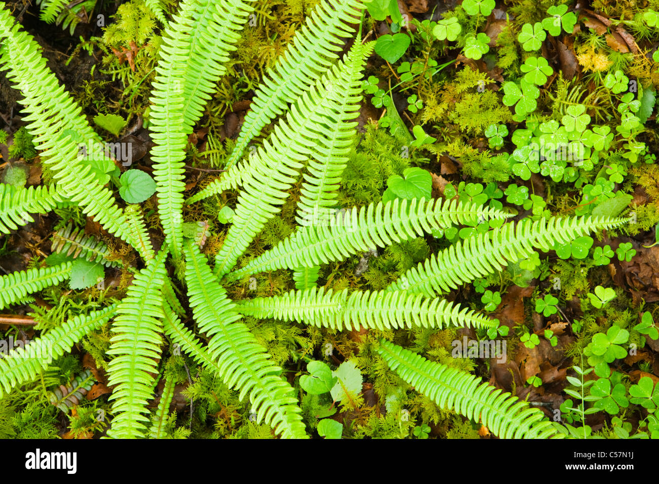 Harter Farn, Blechnum spicant, im schattigen Wald. VEREINIGTES KÖNIGREICH. Stockfoto