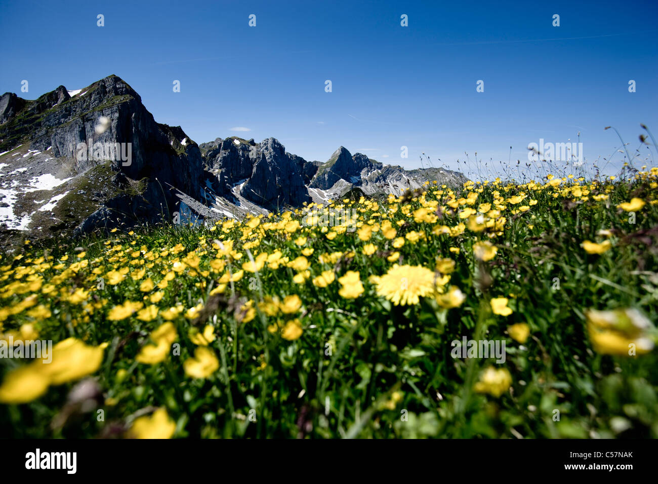 Blumenfeld mit Rocky mountains Stockfoto