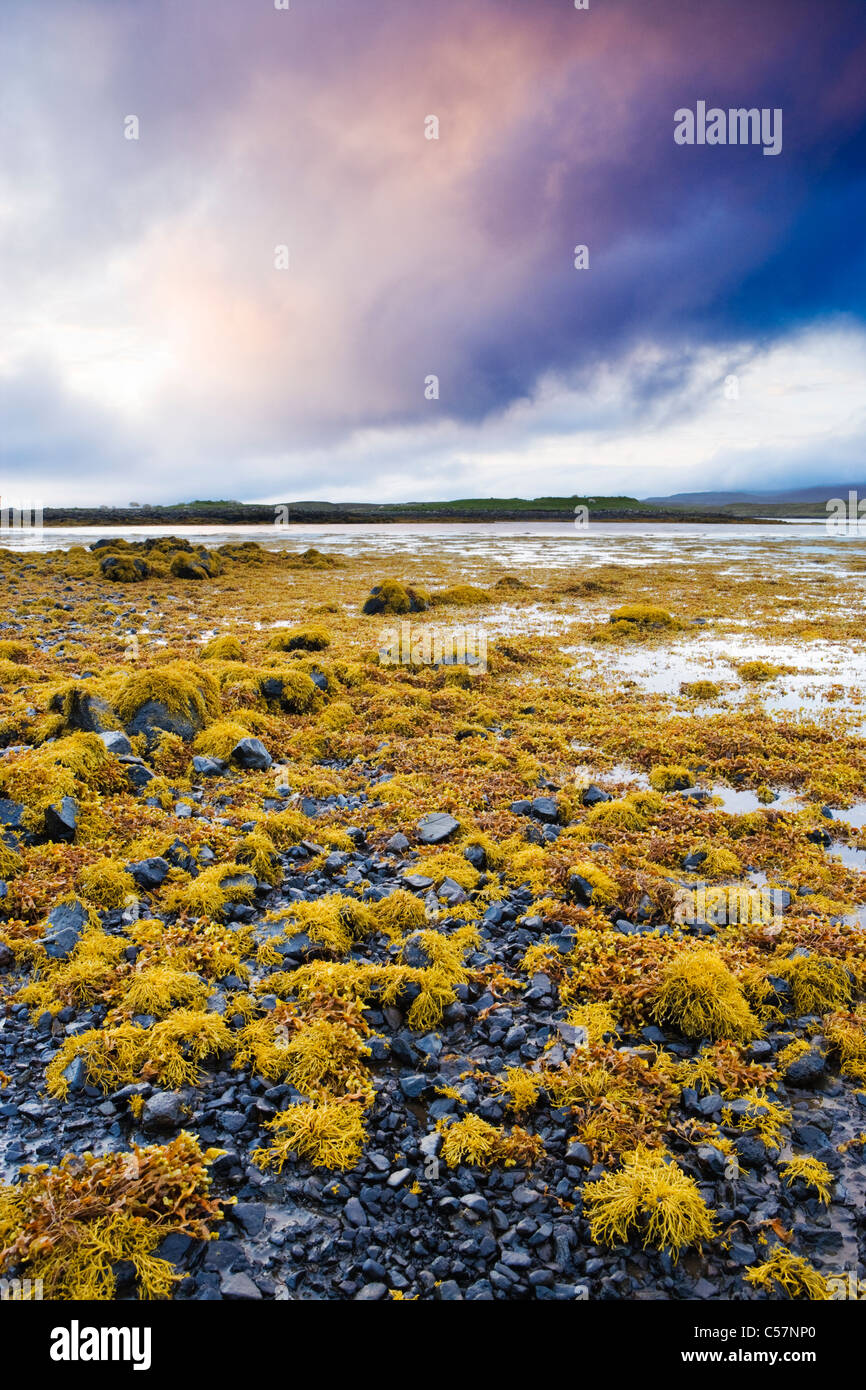 Algen am Ufer des Loch Dunvegan, Isle Of Skye, Schottland, UK. Stockfoto