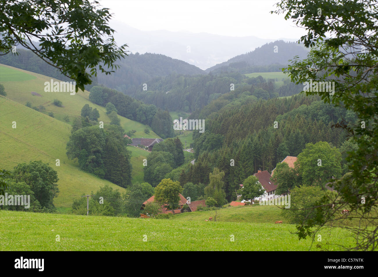 Verschiedene Bauernhöfe und Häuser in einer grünen Berglandschaft im Schwarzwald, Baden-Württemberg, Deutschland Stockfoto