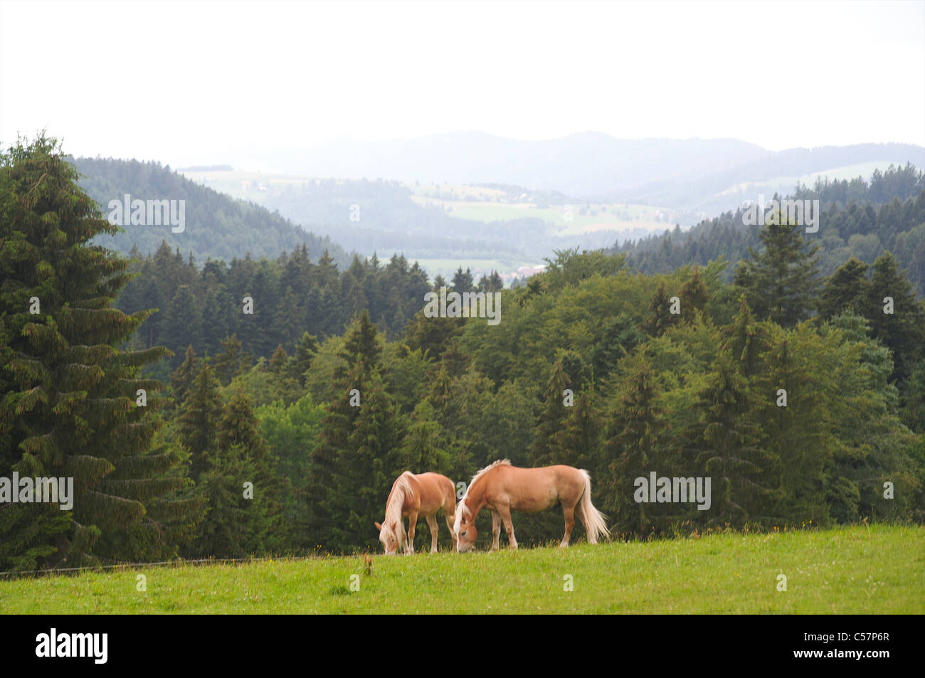 Eine grüne Landschaft und die schöne Landschaft mit zwei Pferden, Pinien und Hügeln im Schwarzwald, Baden-Württemberg, Deutschland Stockfoto