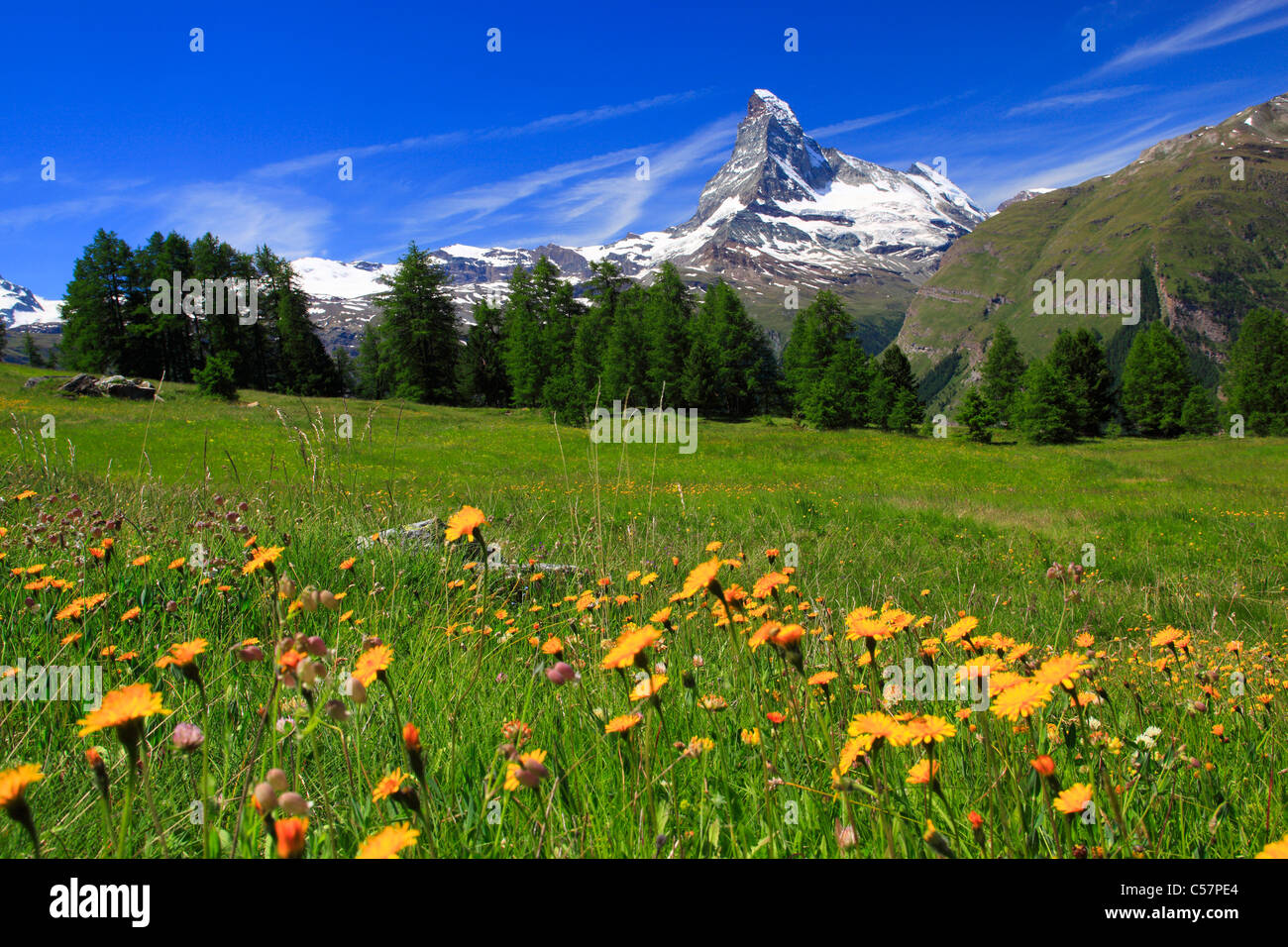 Alpen, Alpenflora, Alpen-Panorama, Blick, Berg, Bergflora, Bergpanorama, Blumen, Blume, Wiese, Crepis Aurea, ic Stockfoto