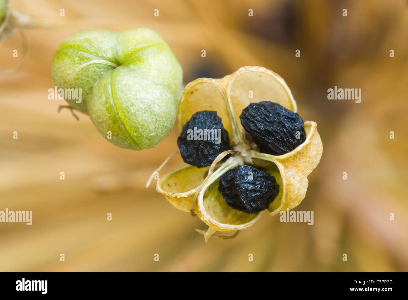 Samen der Lauch (Allium 'Purple Sensation'). UK-Garten. Stockfoto