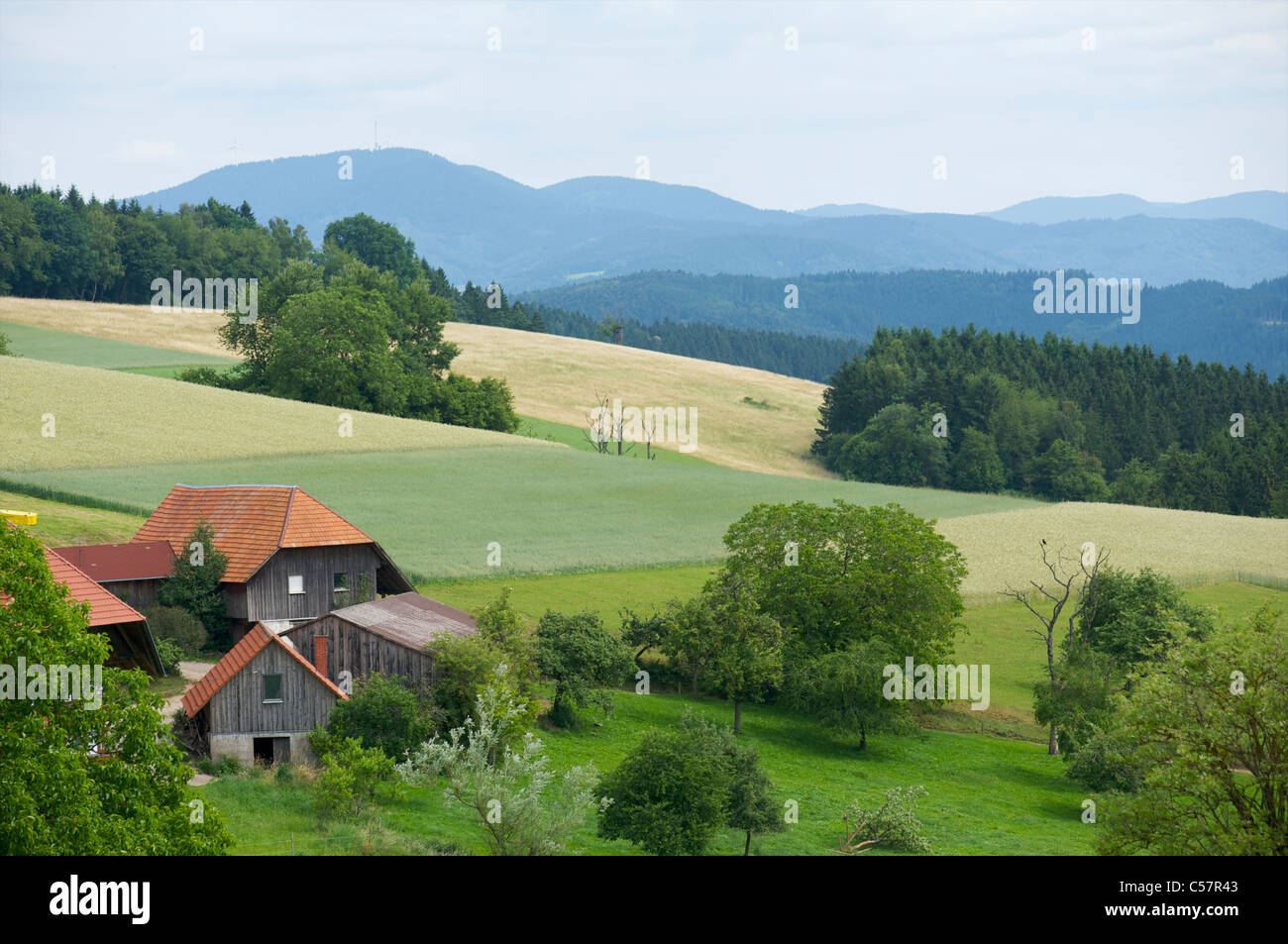 Ein Bauernhaus mit Scheunen in einer grünen Landschaft im Schwarzwald, Baden-Württemberg, Deutschland Stockfoto