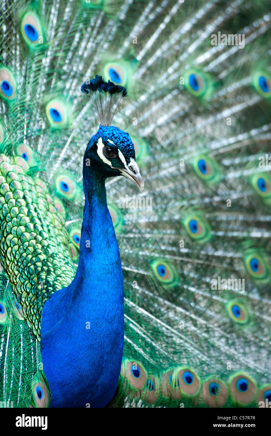 schöne männliche indische Pfau zeigt seine Federn (Pavo Cristatus) Stockfoto