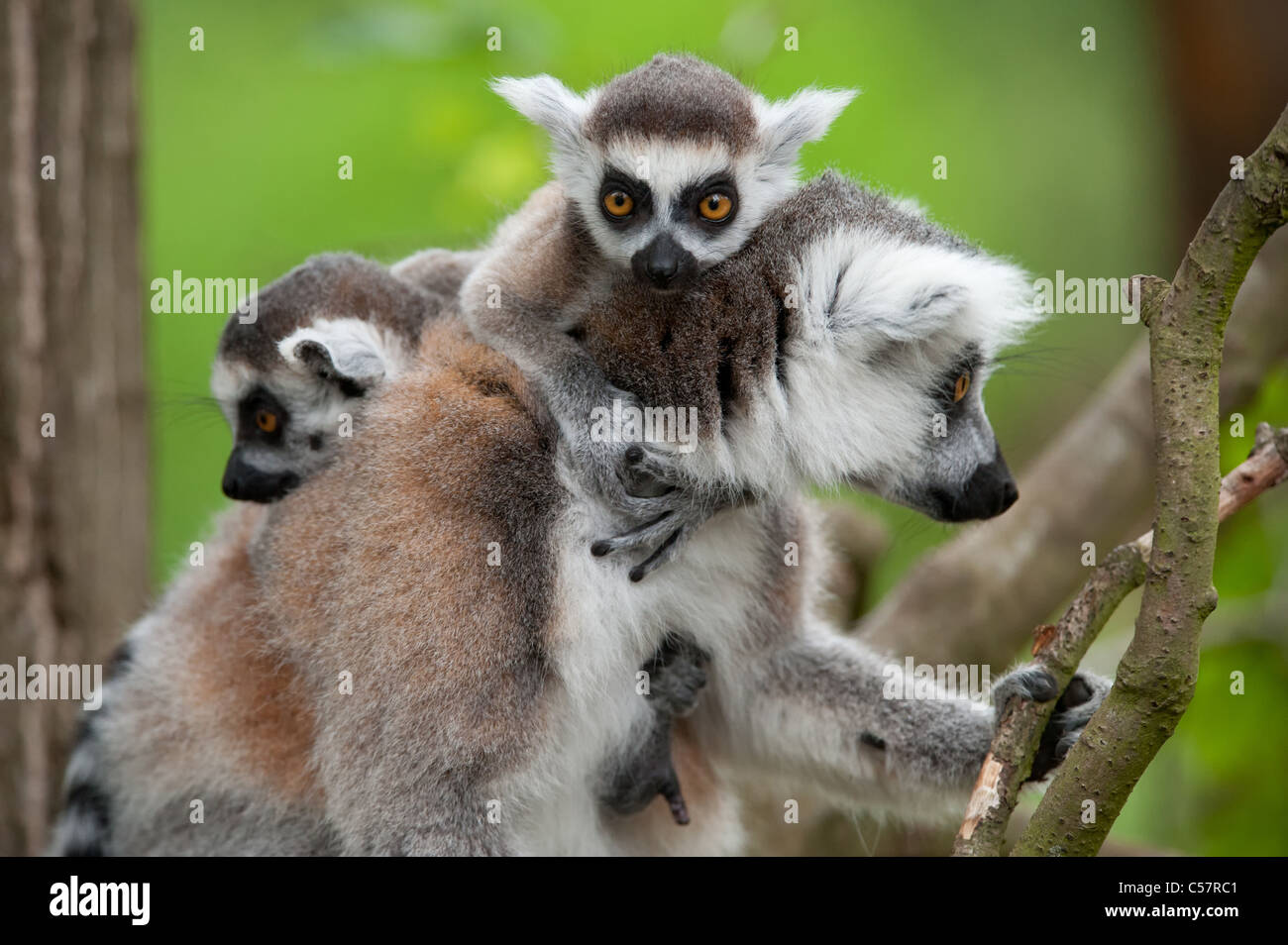 Nahaufnahme der Katta mit ihrem niedlichen Babys (Lemur Catta) Stockfoto