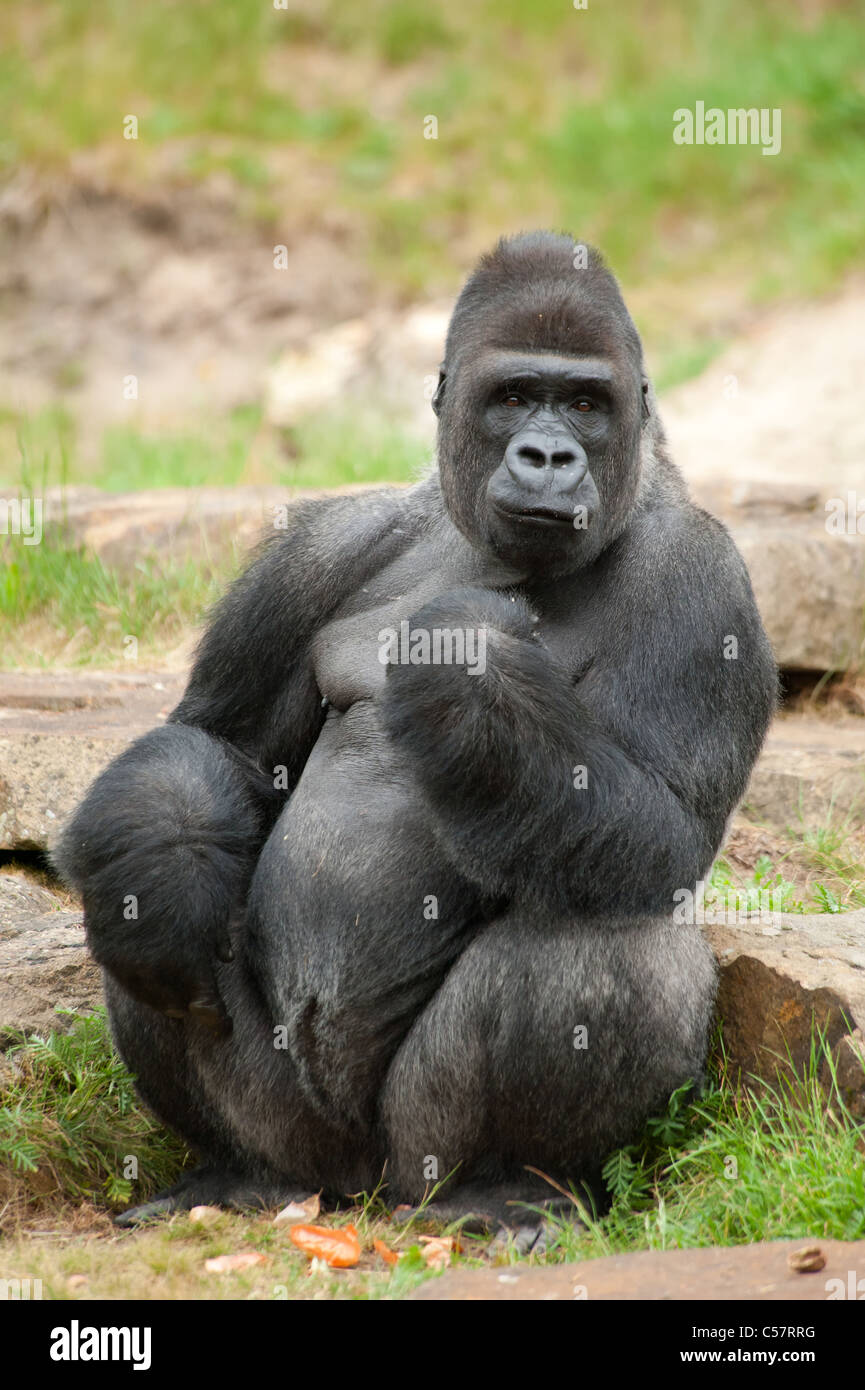 Nahaufnahme von einem großen männlichen Silberrücken-gorilla Stockfoto