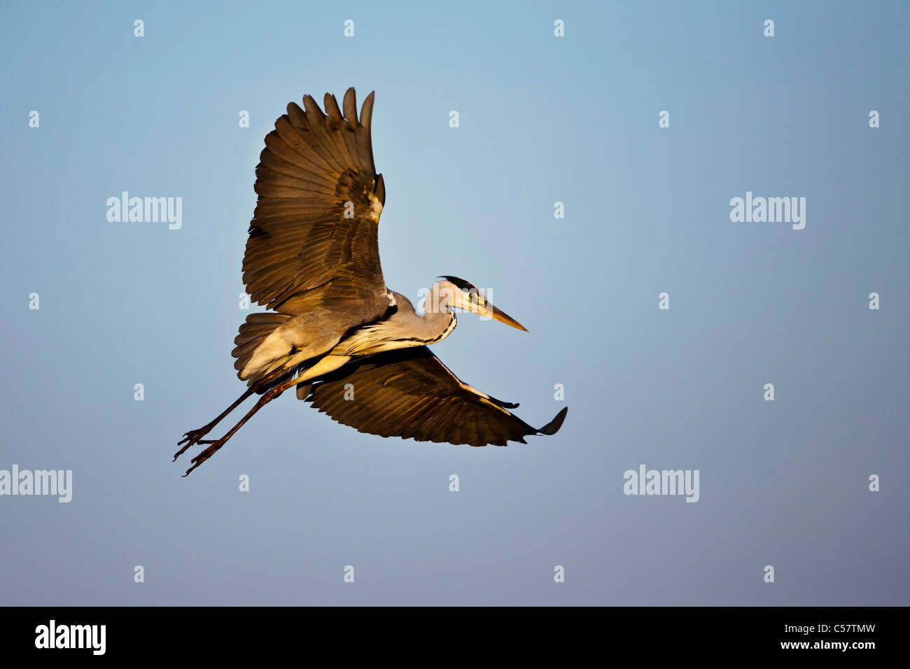 Der Nationalpark der Niederlande, Sluis, genannt Zouweboezem. Graureiher Ardea Herodias. Stockfoto