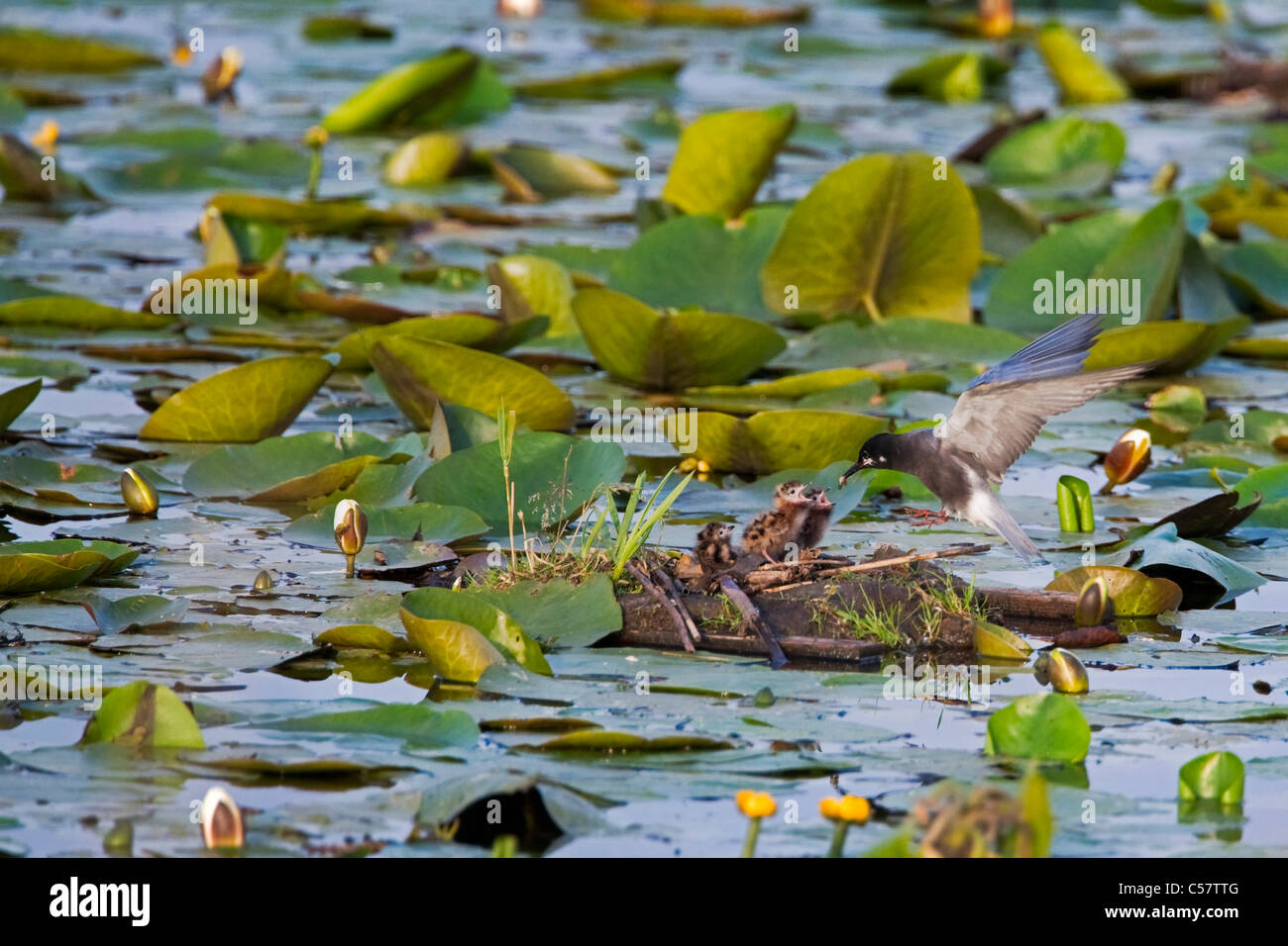 Der Nationalpark der Niederlande, Sluis, genannt Zouweboezem. Schwarze Seeschwalben, Chlidonias Niger, Zucht. Jungen am Nest füttert. Stockfoto