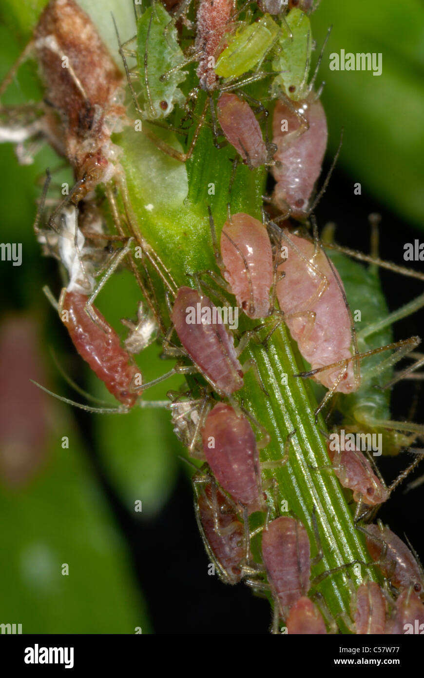 Rosa & grünen Formen der Kartoffel Blattläuse (Macrosiphum Euphorbiae) auf Narren Petersilie (Aethusa Cynapium) Stockfoto