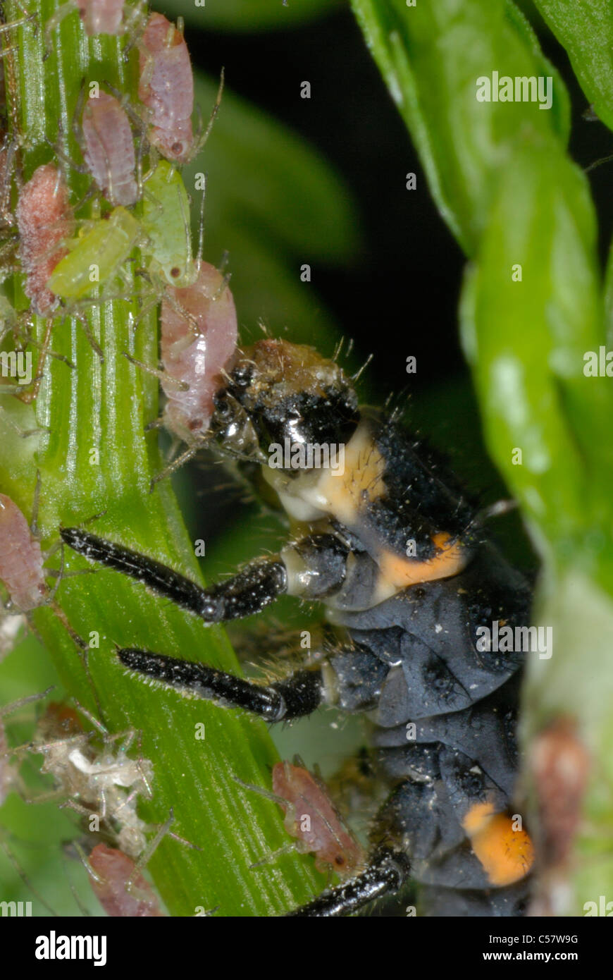 Sieben Larven von Marienköpfen (Coccinella septempunctata), die Blattläuse fressen Stockfoto