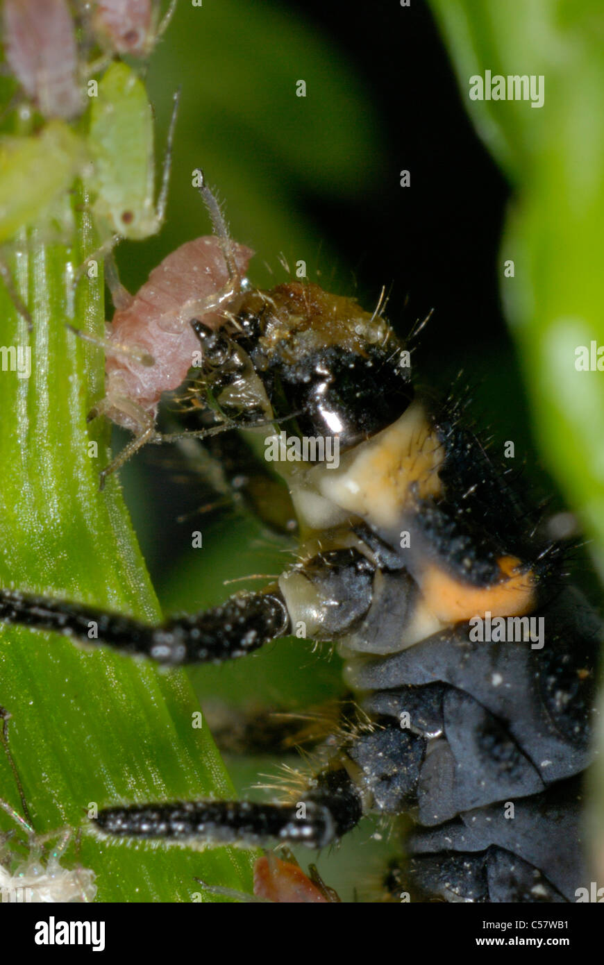 Sieben Larven von Marienköpfen (Coccinella septempunctata), die Blattläuse fressen Stockfoto